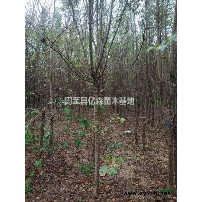 汉中瓜子黄杨批发 汉中瓜子黄杨*新基地