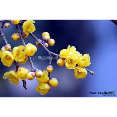 山东昌邑供应瓜子黄杨球