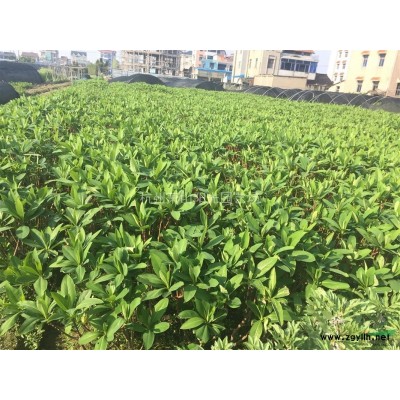 供应h80-250 金边黄杨篱笆苗 及小柱子