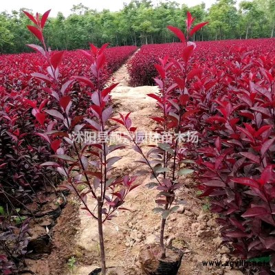 金边黄杨小苗 花边黄杨20冠幅一棵多少钱