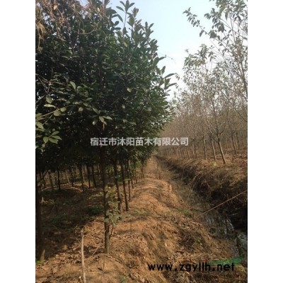 瓜子黄杨价格_瓜子黄杨图片_瓜子黄杨绿化苗木苗圃基地