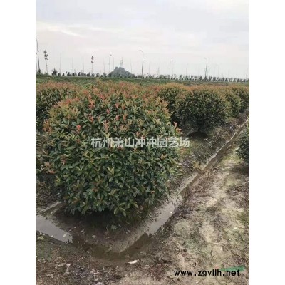 大量供应 瓜子黄杨毛球