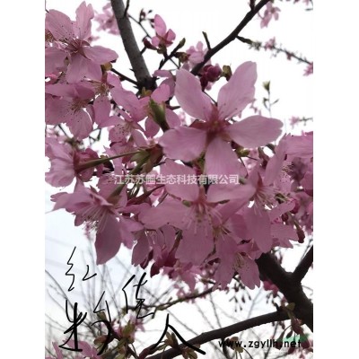 江苏杜鹃/安酷杜鹃/四季杜鹃价格/杜鹃图片展示图3