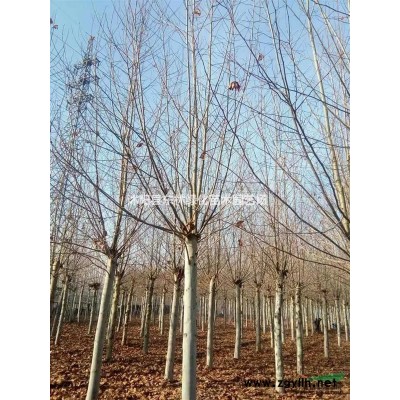 供应金边黄杨价格、金边黄杨图片、金边黄杨绿化苗木苗圃基地