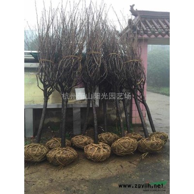 供应瓜子黄杨色块苗及小毛球