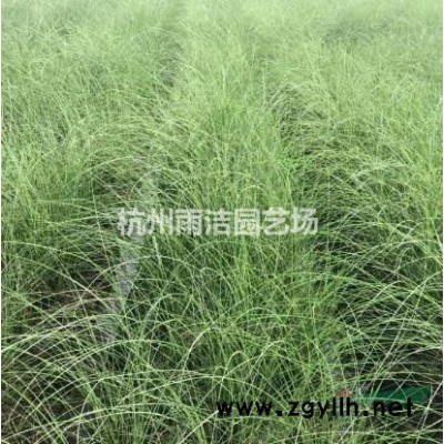 供应金叶女贞 、红叶女贞 、红叶小檗、瓜子黄杨等