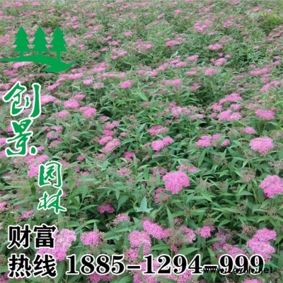 [海桐球] 海桐球_报价表_图片_产地行情-球类植物-