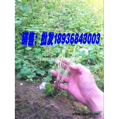 江苏南天竹产地 南天竹50公分一株多少钱