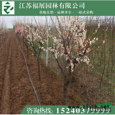 南天竹图片\南天竹报价