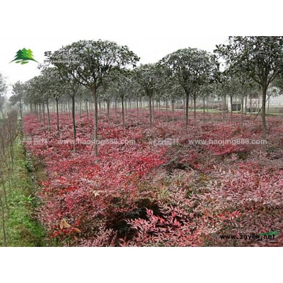 南天竹价格_南天竹图片_南天竹产地_南天竹绿化苗木苗圃基地