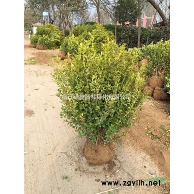 南天竹·南天竹图片·南天竹种植基地