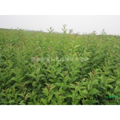 绿化苗木南天竹＼南天竹价格＼南天竹产地＼河南南天竹规格