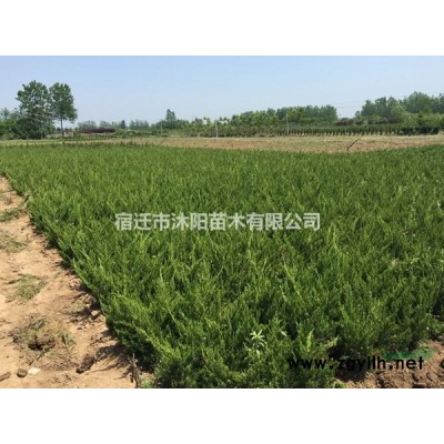 南天竹价格_南天竹图片_南天竹产地_南天竹绿化苗木苗圃基地