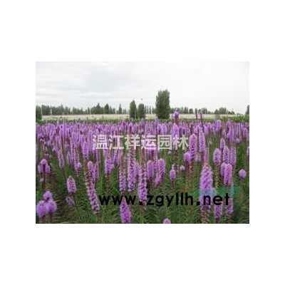 南天竹