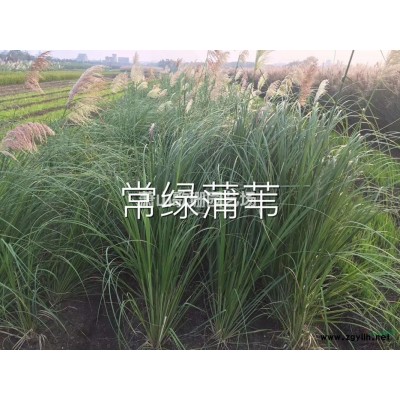 南天竹小苗，色块，小杯，毛球供应