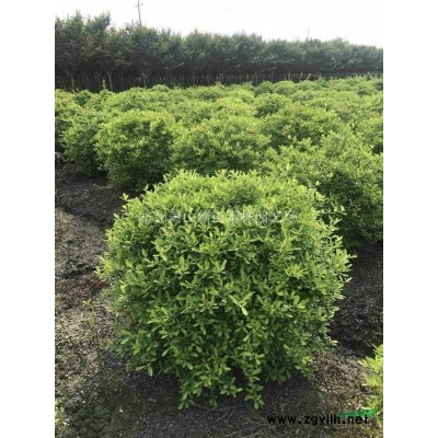 浙江火焰南天竺 南天竹 批发/供应