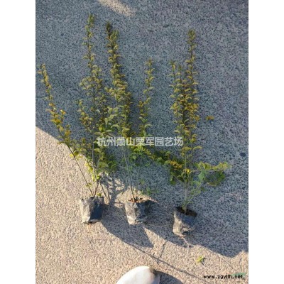浙江萧山南天竹大杯价格优惠/浙江南天竹杯苗价格