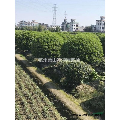 供应 精品南天竹球