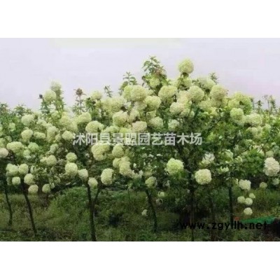 南天竹种子能发芽吗？