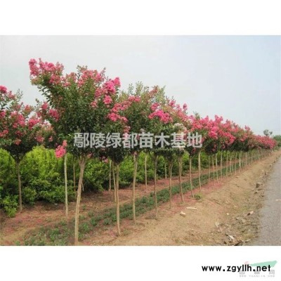 贵州南天竹批发 广西南天竹价格 广西苗木基地 遵义南天竹苗圃基地