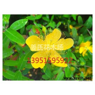 白花红籽叶色亮绿的海桐球海桐小苗海桐种子火棘种子女贞种子