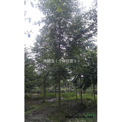 【50-60公分高的南天竹价格】基地直销.直供贵州的南天竹