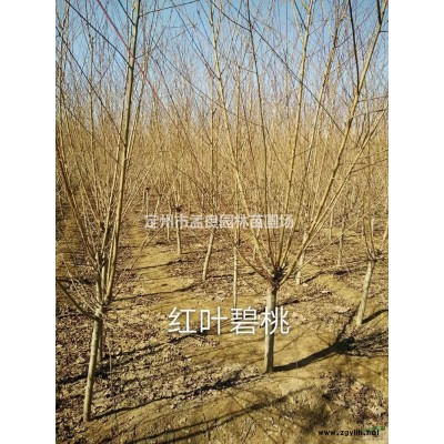 河北[产品]/河北月季价格/报价