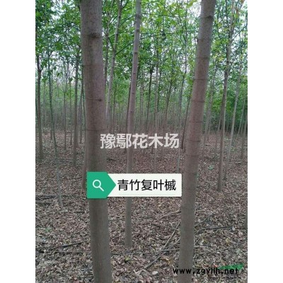 河南鄢陵豫鄢花木供应月季 月季价格 河南千亩月季基地