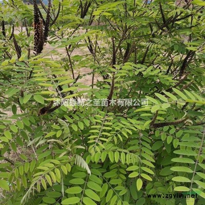 批发黄帽月季--产地货源价格低