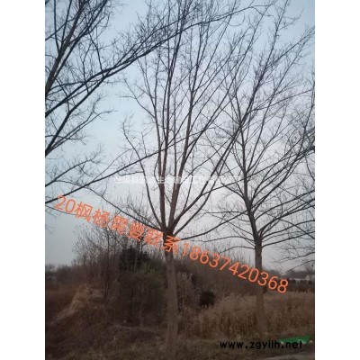 月季  丰花月季