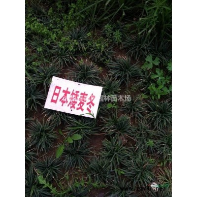 大花月季基地价格