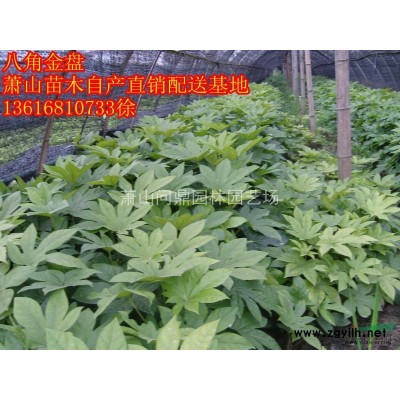 萧山苗木一站式集成供应商：常夏石竹/亚菊/大花月季/藤本月季
