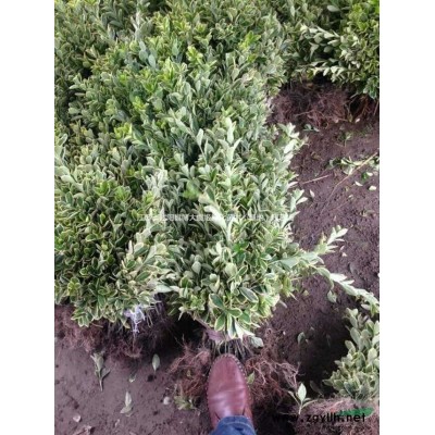 月季，45公分月季花苗价格，规格*，绿化工程苗木