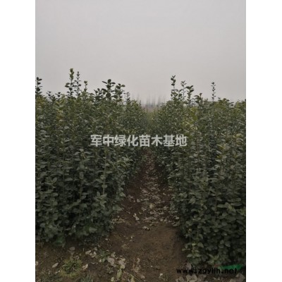 欧洲月季基地/欧洲月季价格/欧洲月季图片/产地/行情