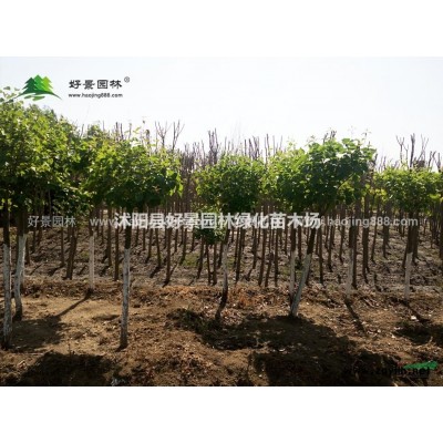月季花价格_月季花图片_月季花产地_月季花绿化苗木苗圃基地