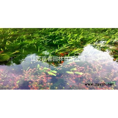 月季小苗，月季，别称：月月红 长春花，月季基地，沭阳月季