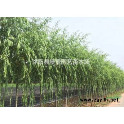 长度30公分的欧月小苗在哪里有批发的月季苗