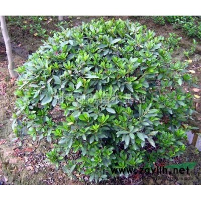月季花批发、湖南月季花价格30高月季价格、丰花月季、大花月季