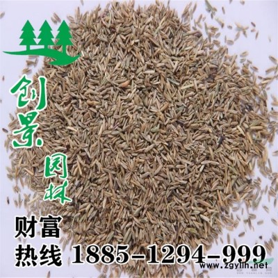 宿迁月季花--精品月季花苗基地