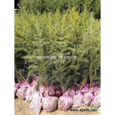 河南花木价格表，特色产品景观造型树，高杆月季，栾树，桂花红枫