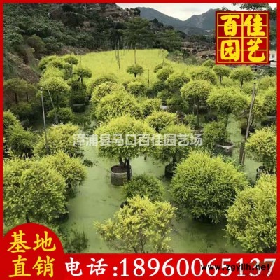 月季花苗场