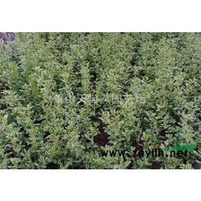 藤本月季 H60- 80 萧山苗木