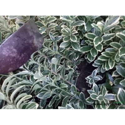 浙江萧山品种*的大小月季批发/供应