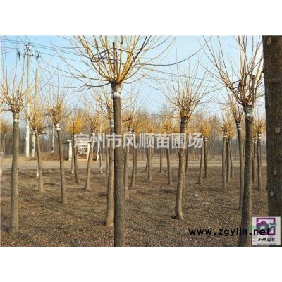 河北大花月季 大花月季基地 大花月季价格