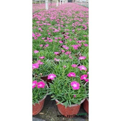 丰花月季高25左右小杯苗价格 哪里有丰花月季基地