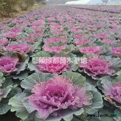 出售独杆月季 高杆月季批发 树状月季 独杆月季批发价格