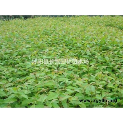 哪有批发月季花种子的专业公司？