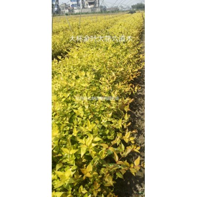 丰花月季 萧山丰花月季 萧山小苗批发