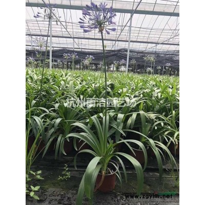 供应30-60公分丰花月季100万棵