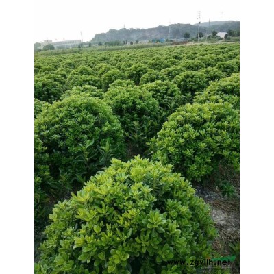 丰花月季毛球4050高度